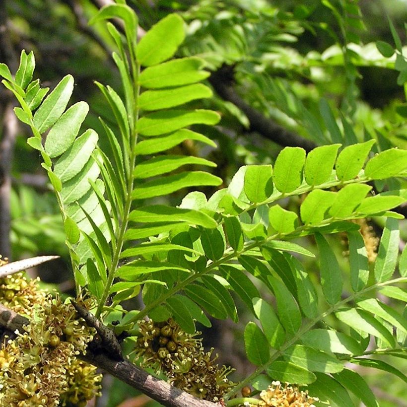 Gleditsia triacanthos - Thornless Honeylocust (Foliage)
