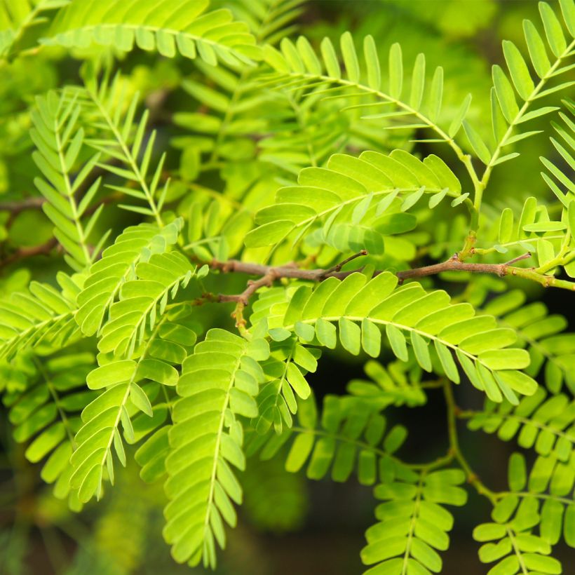 Gleditsia triacanthos Elegantissima - Honeylocust (Foliage)