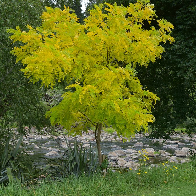 Gleditsia triacanthos Elegantissima - Honeylocust (Plant habit)