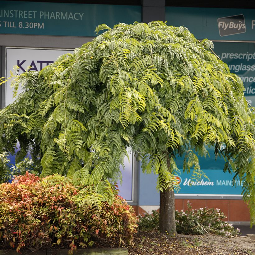 Gleditsia triacanthos var. inermis Emerald Cascade - Thornless Honeylocust (Plant habit)