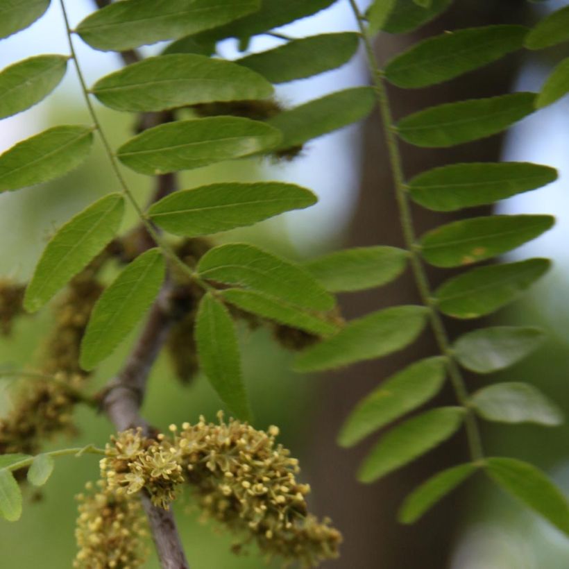 Gleditsia triacanthos f. inermis SKYLINE - Honeylocust (Foliage)
