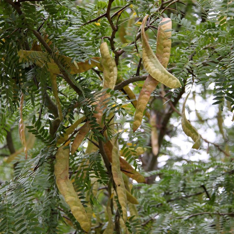 Gleditsia triacanthos f. inermis SKYLINE - Honeylocust (Harvest)