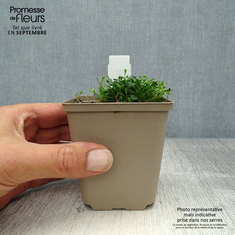 Globularia cordifolia 8/9 cm pot sample as delivered in autumn