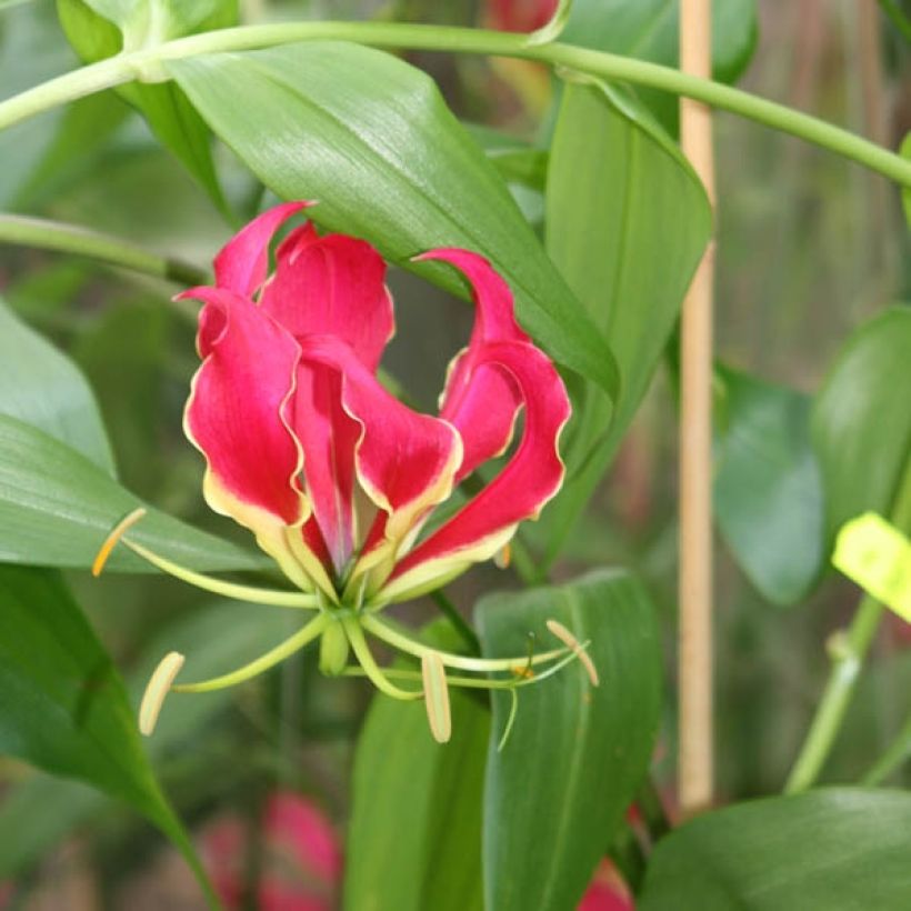 Gloriosa superba Rothschildiana - Glory Lily (Flowering)