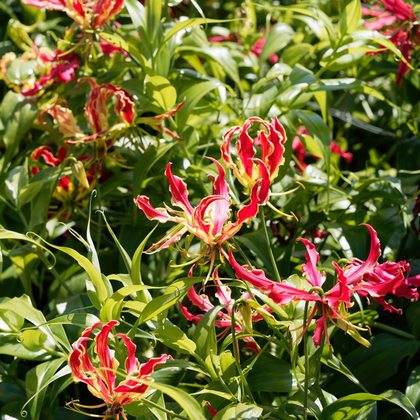 Gloriosa superba Rothschildiana - Glory Lily (Plant habit)
