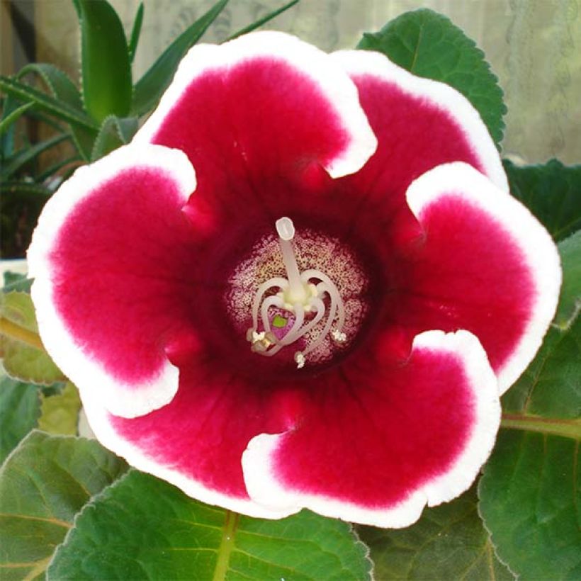 Gloxinia speciosa Kaiser Friedrich (Flowering)