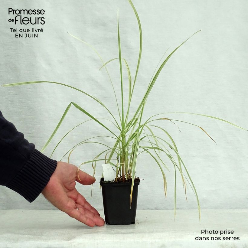 Glyceria maxima Variegata 8/9 cm pot sample as delivered in summer