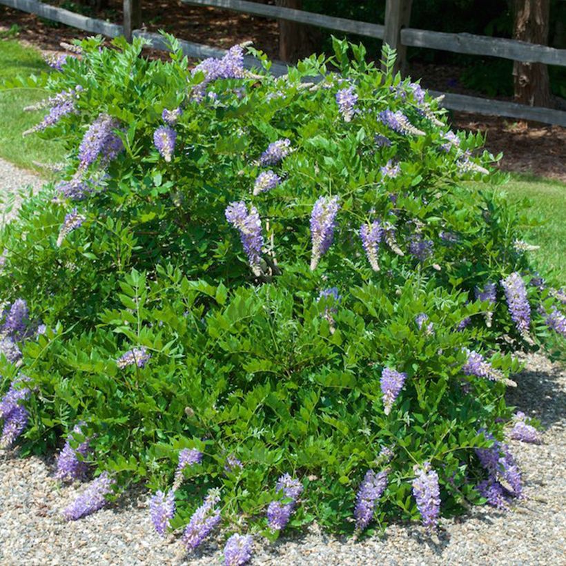 Wisteria macrostachya Aunt Dee (Plant habit)