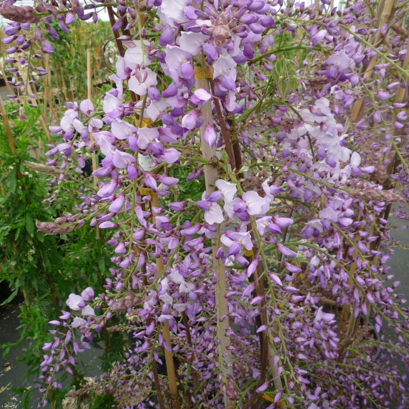Wisteria sinensis Caroline (Flowering)