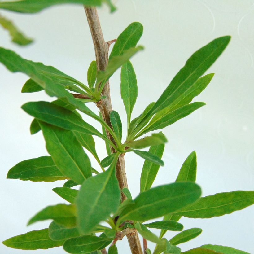 Lycium barbarum Sweet Lifeberry (Foliage)
