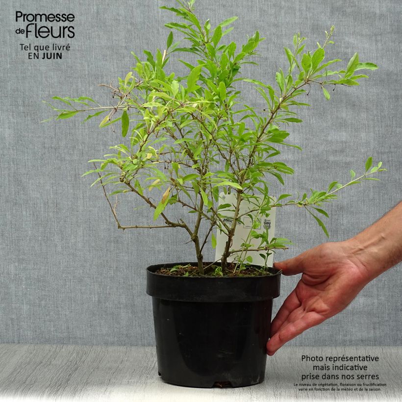 Lycium barbarum Sweet Lifeberry 1.5L/2L pot, ClumpShipped height around 30/40cm sample as delivered in summer
