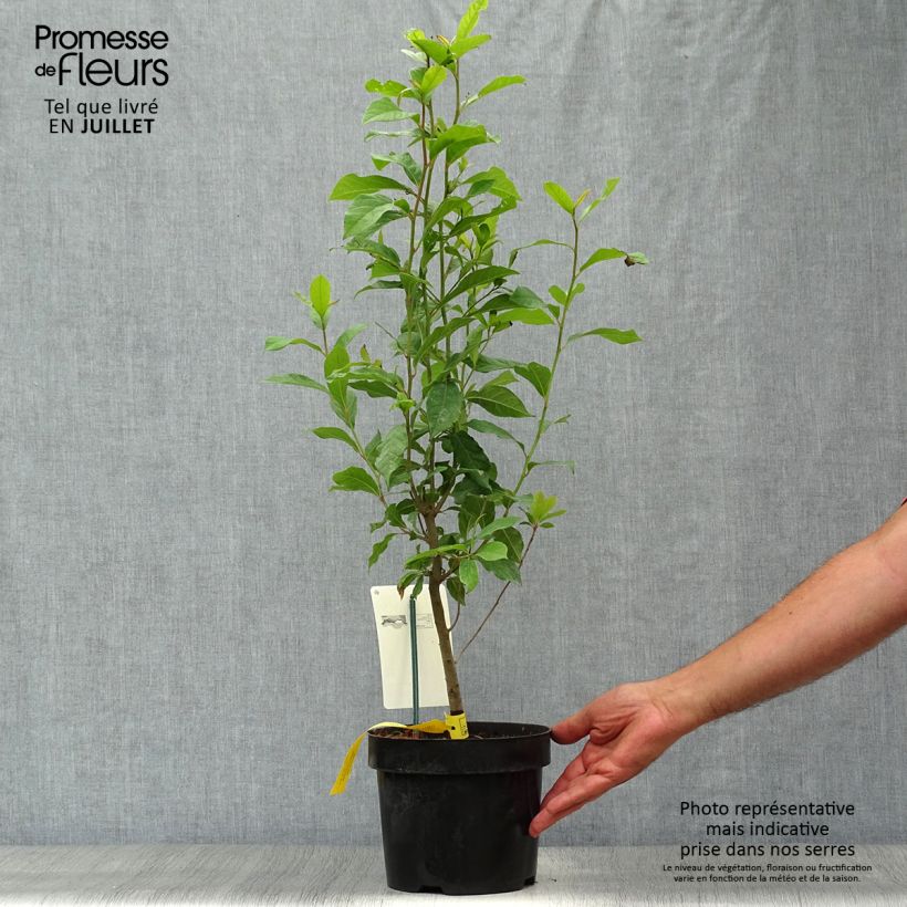Nyssa sylvatica - Tupelo 2L/3L pot sample as delivered in summer