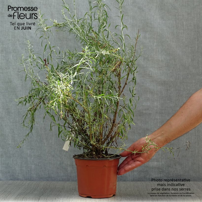 Gomphostigma virgatum White Candy Pot de 2L/3L sample as delivered in summer