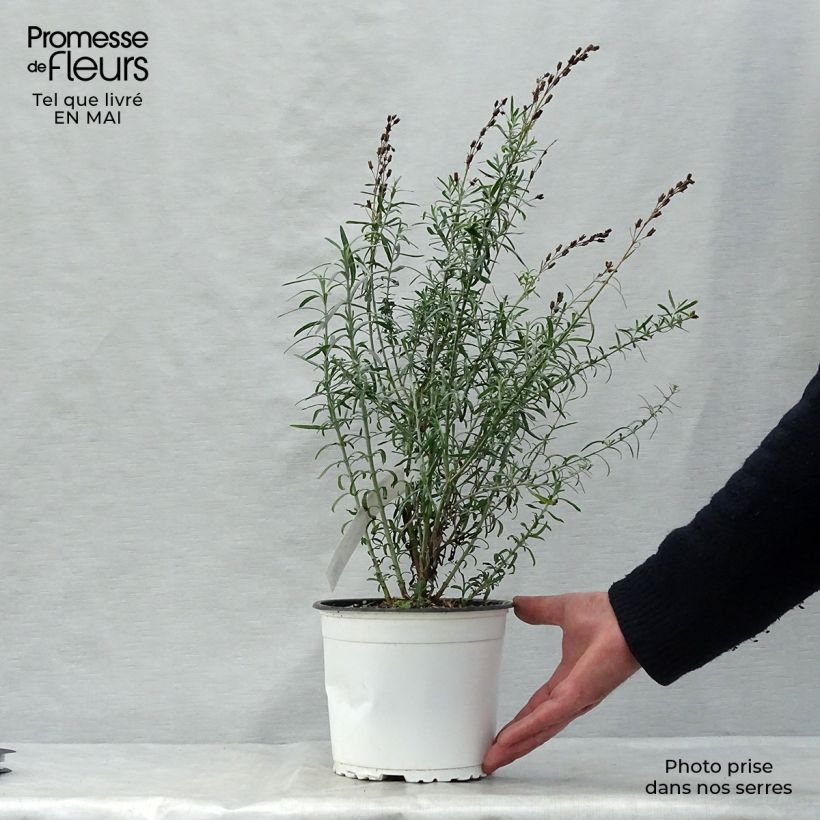 Gomphostigma virgatum White Candy Pot de 2L/3L sample as delivered in spring