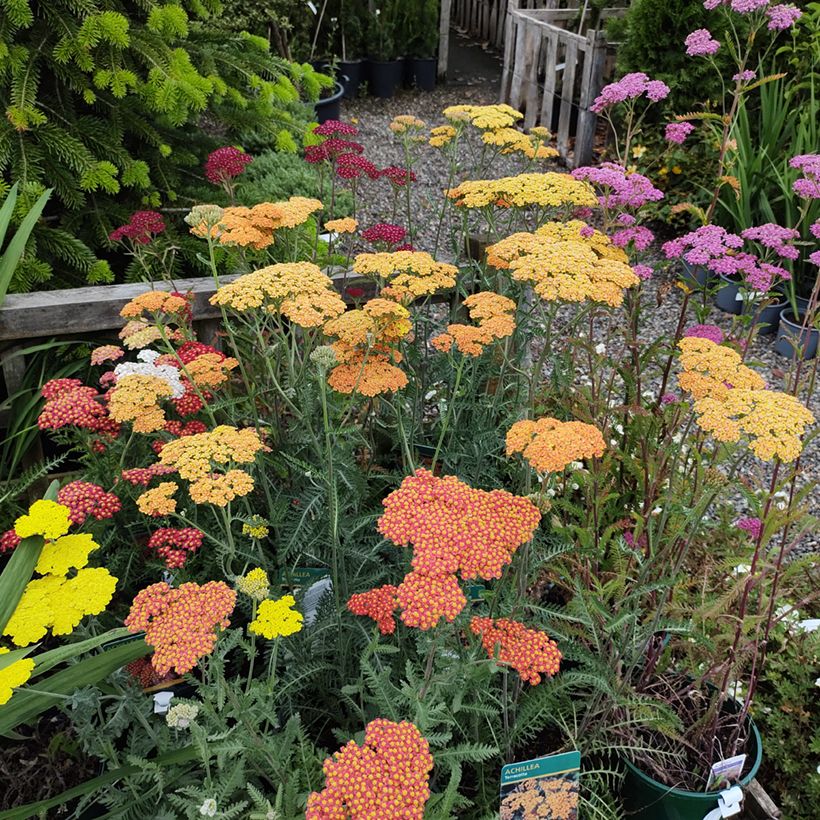 Yarrow Summer Pastels F2 - Achillea millefolium (Plant habit)