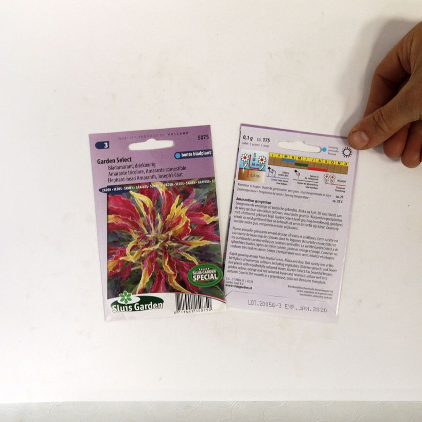 Example of Amaranthus tricolor Garden Select Seeds - Josephs Coat specimen as delivered
