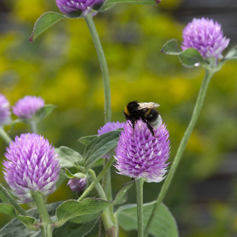 Gomphrena globosa Lavender Lady seeds - Globe Amaranth (Flowering)