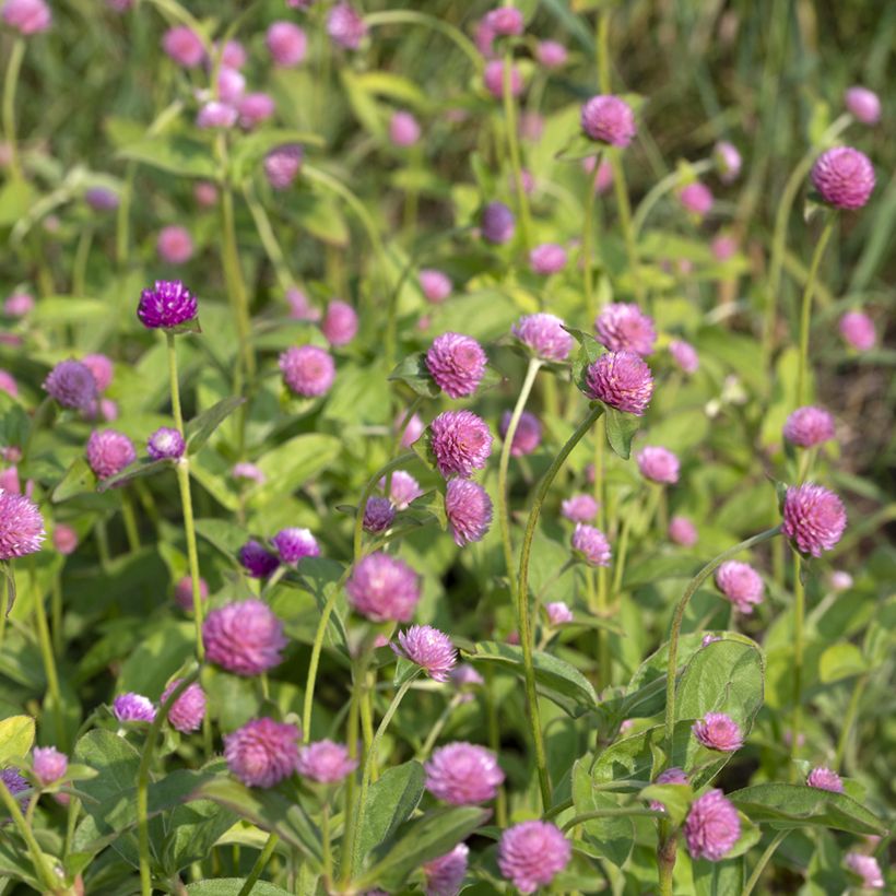 Gomphrena globosa Salmon Pastel seeds - Globe Amaranth (Flowering)