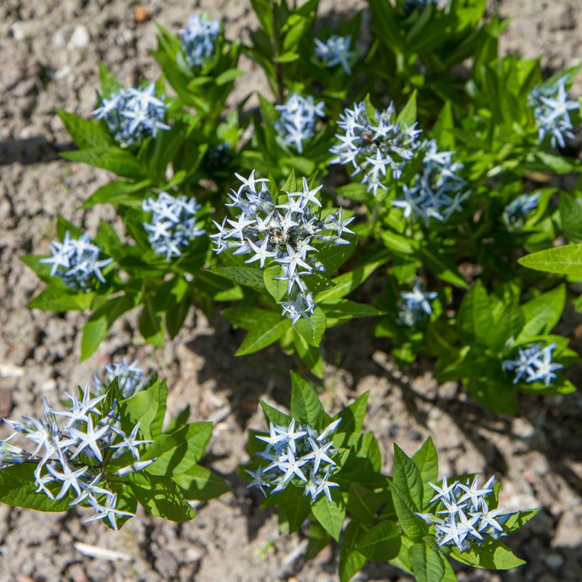 Amsonia tabernaemontana - Eastern bluestar (Plant habit)