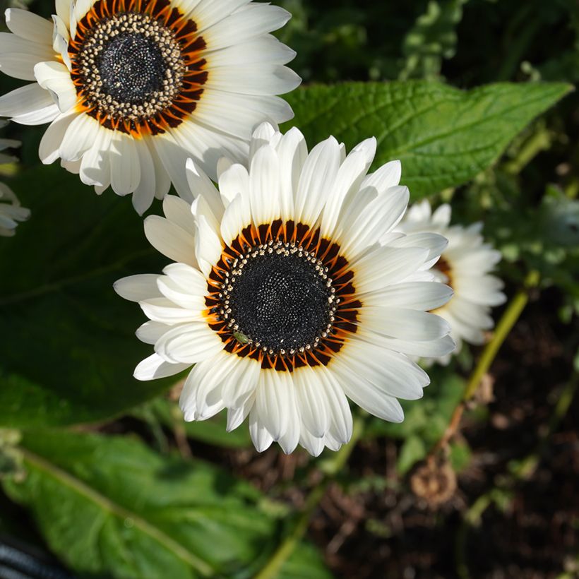 Arctotis Black and White Seeds - African Daisy (Flowering)