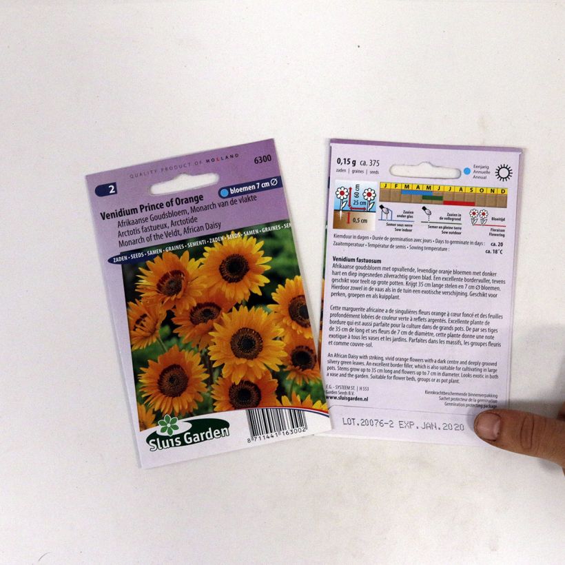 Example of Arctotis Prince of Orange - African Daisy specimen as delivered