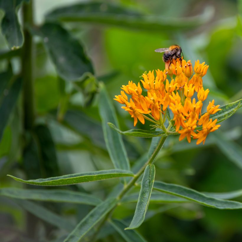 Asclepias tuberosa Seeds (Flowering)