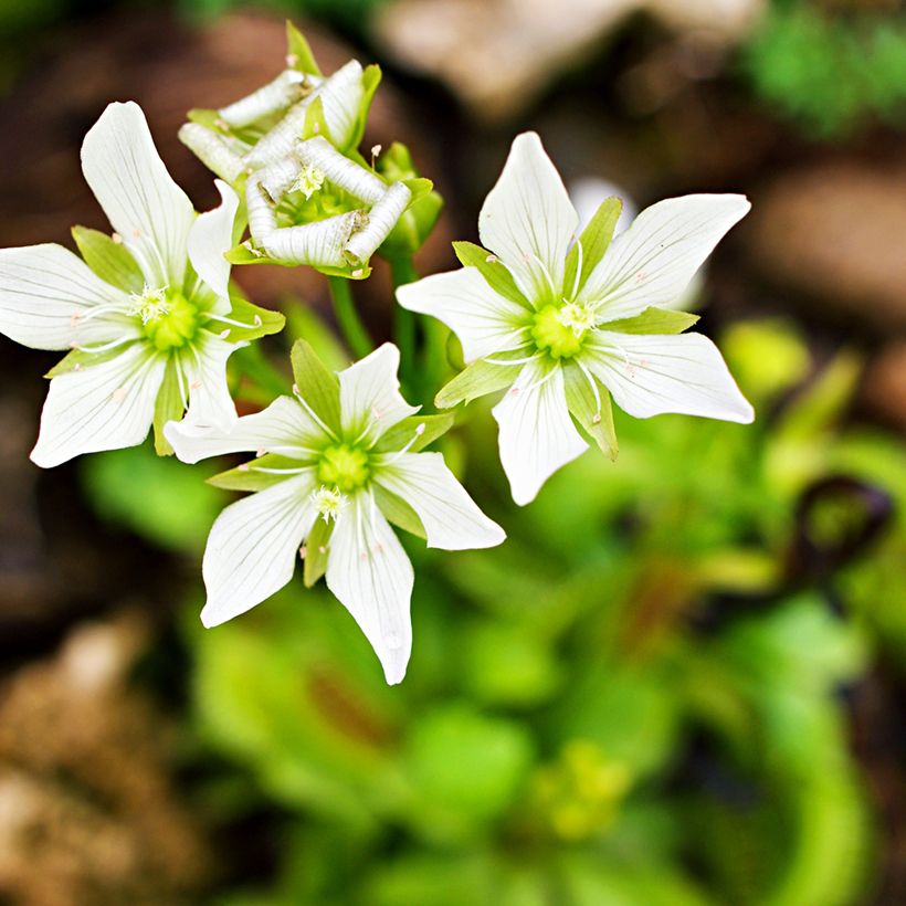 Venus flytrap seeds - Dionaea muscipula (Flowering)