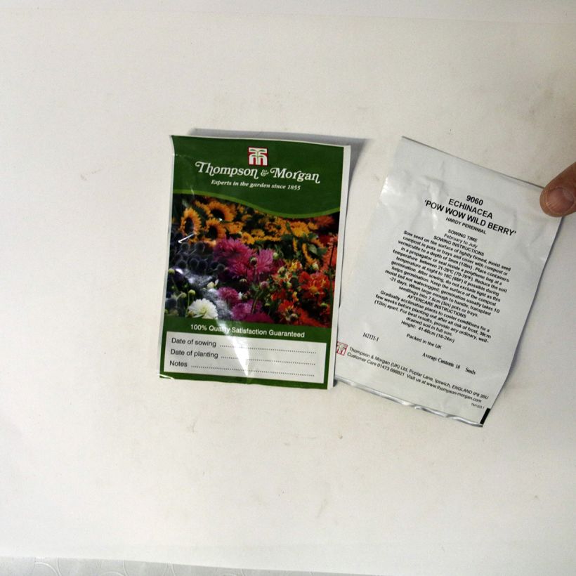 Example of Echinacea Pow Wow Wild Berry - Purple beak Rudbeckia seeds specimen as delivered