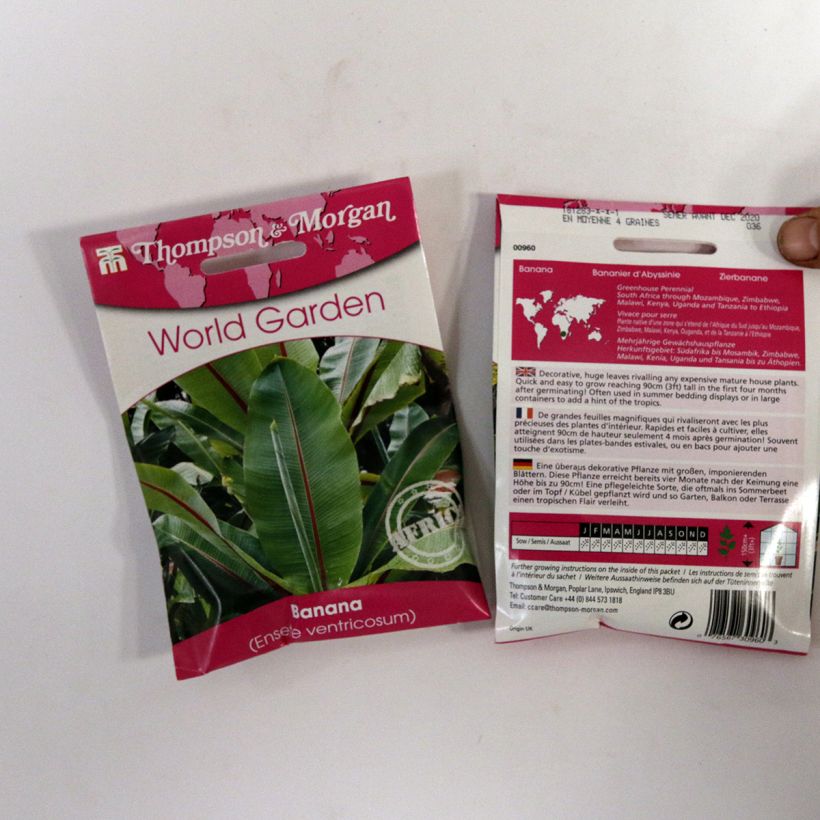 Example of Ensete ventricosum - Ethiopian Banana seeds specimen as delivered