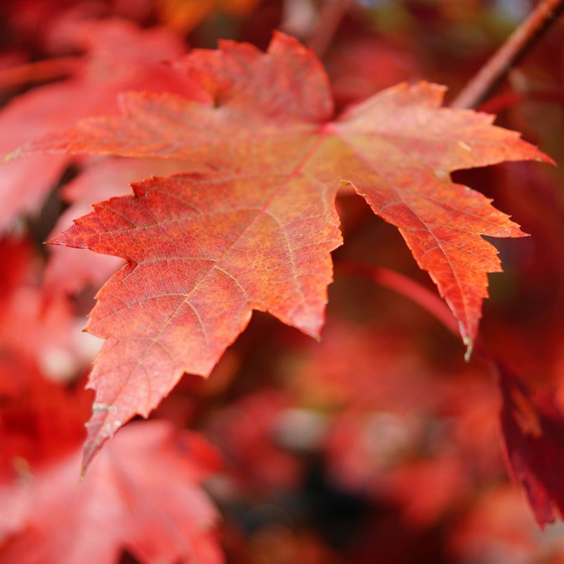 Acer rubrum seeds - Red maple (Foliage)