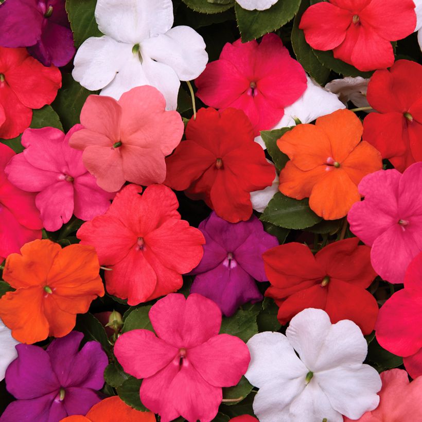 Impatiens walleriana Beacon Mix seeds - Busy Lizzie (Flowering)