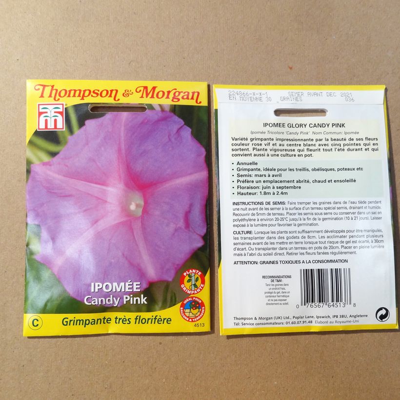 Example of Ipomoea purpurea - Morning Glory Candy Pink Seeds specimen as delivered