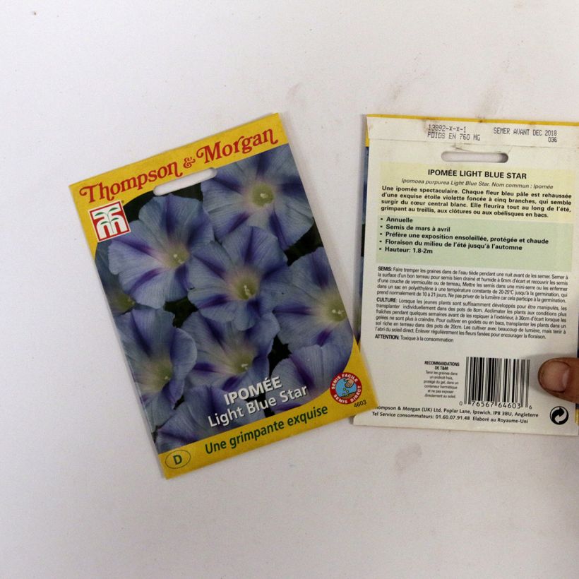 Example of Ipomoea purpurea - Morning Glory Light Blue Star Seeds specimen as delivered