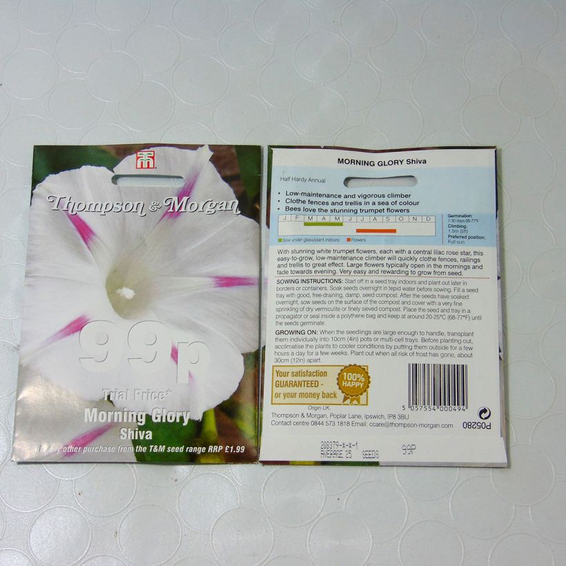 Example of Ipomoea purpurea Shiva - Morning Glory Seeds specimen as delivered