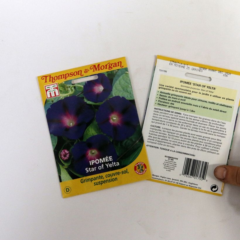 Example of Ipomoea purpurea Star of Yelta - Morning Glory seeds specimen as delivered