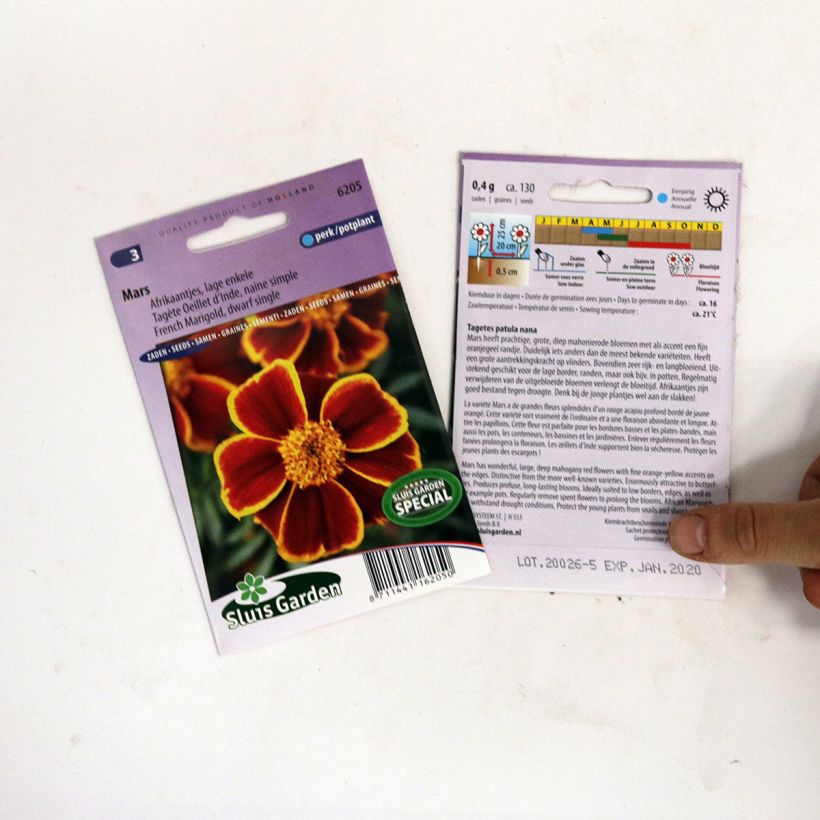Example of Mars Marigold Seeds - Tagetes patula specimen as delivered