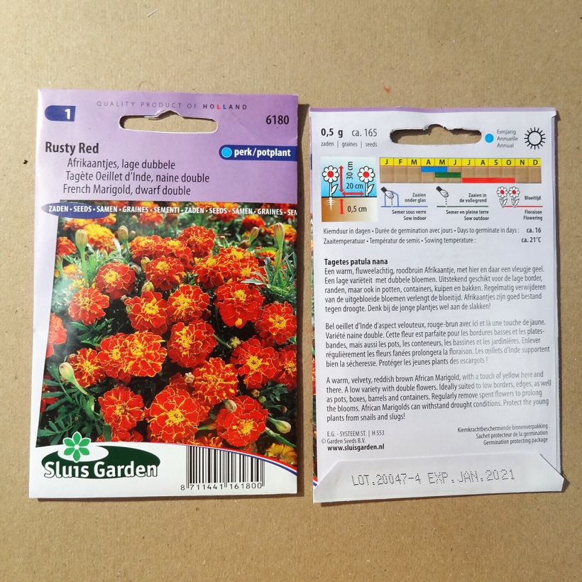 Example of French Marigold Rusty Red Seeds - Tagetes patula specimen as delivered