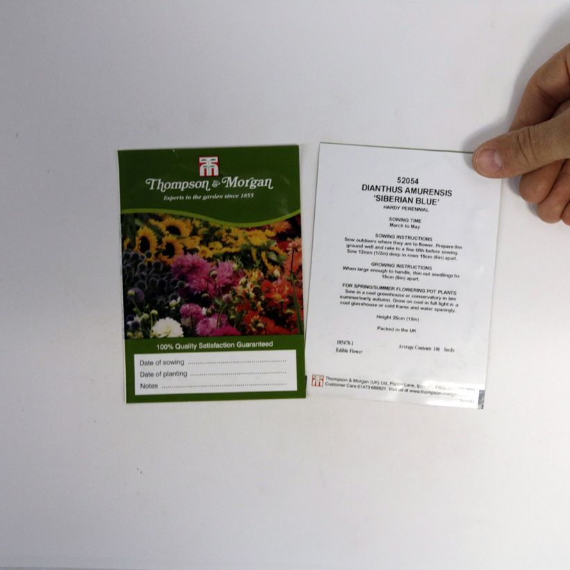 Example of Dianthus amurensis Siberian Blues Seeds specimen as delivered