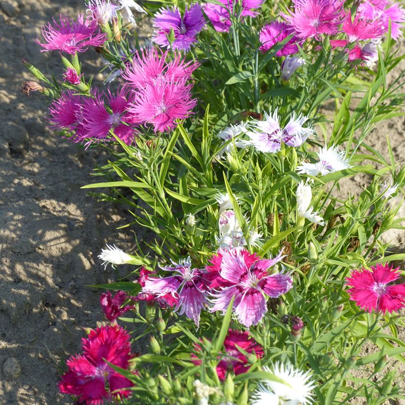 Dianthus superbus Spooky mix seeds - Fringed Pink (Plant habit)