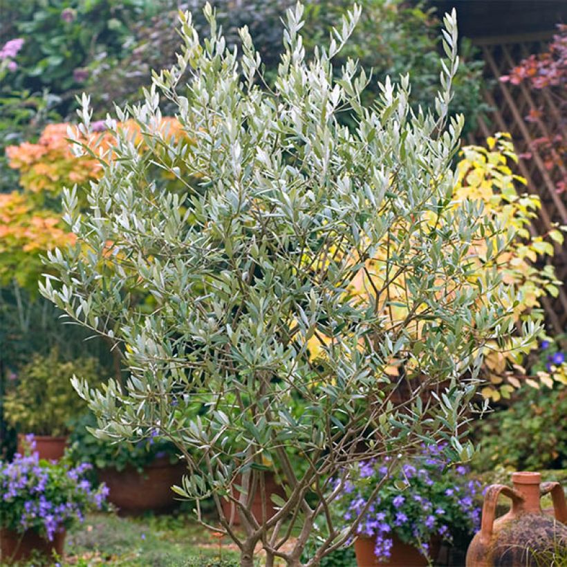 Olive Tree - Olea europaea (Plant habit)