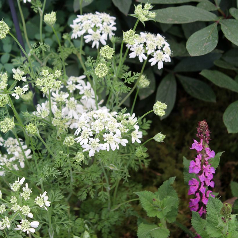 Orlaya grandiflora (Plant habit)