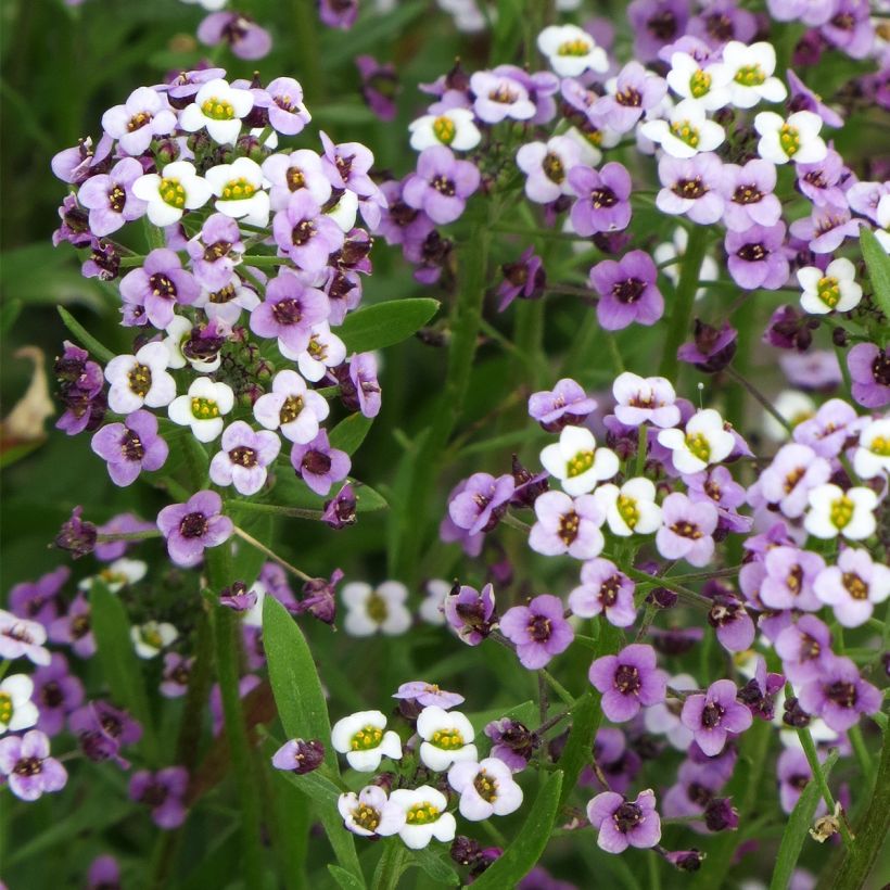 Lobularia maritima Royal Carpet (Flowering)