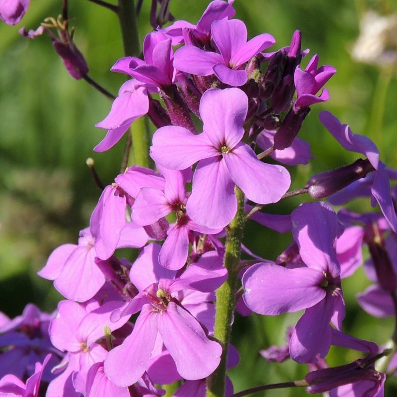 Hesperis matronalis - Dame's Violet seeds (Flowering)