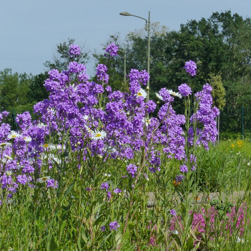 Hesperis matronalis - Dame's Violet seeds (Plant habit)
