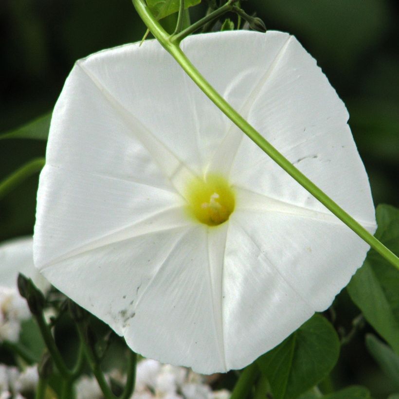 Ipomoea alba - Evening Glory (Flowering)