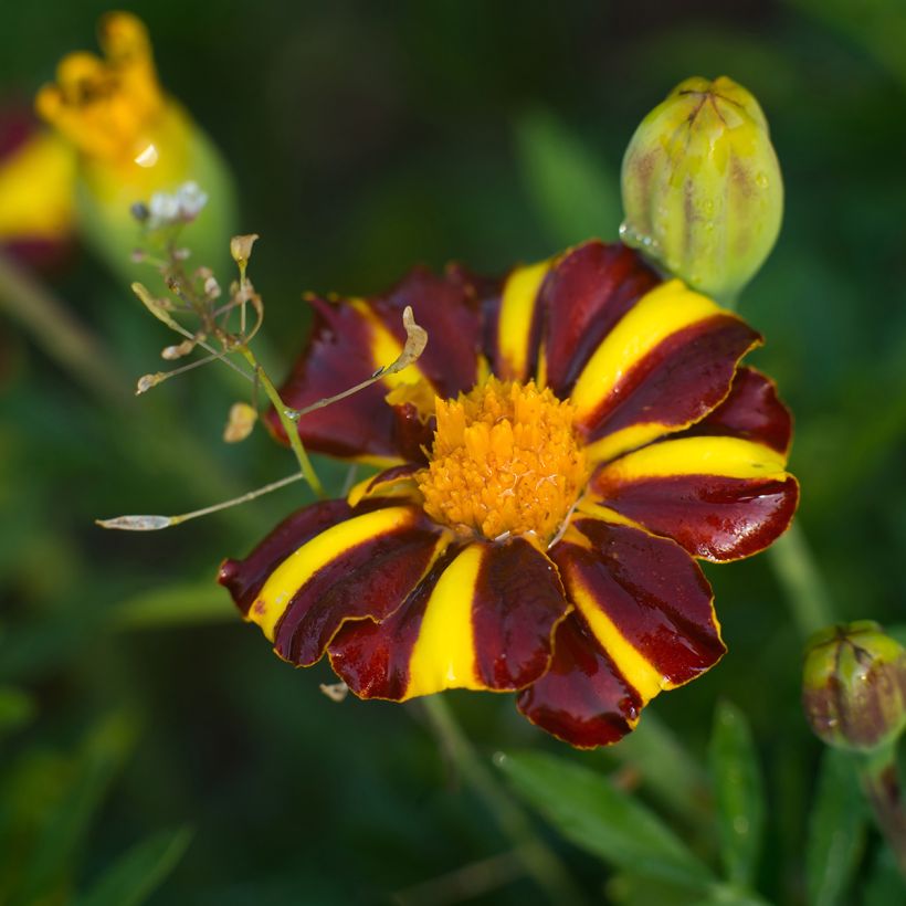 Grand Harlequin Marigold - Tagetes patula seeds (Flowering)