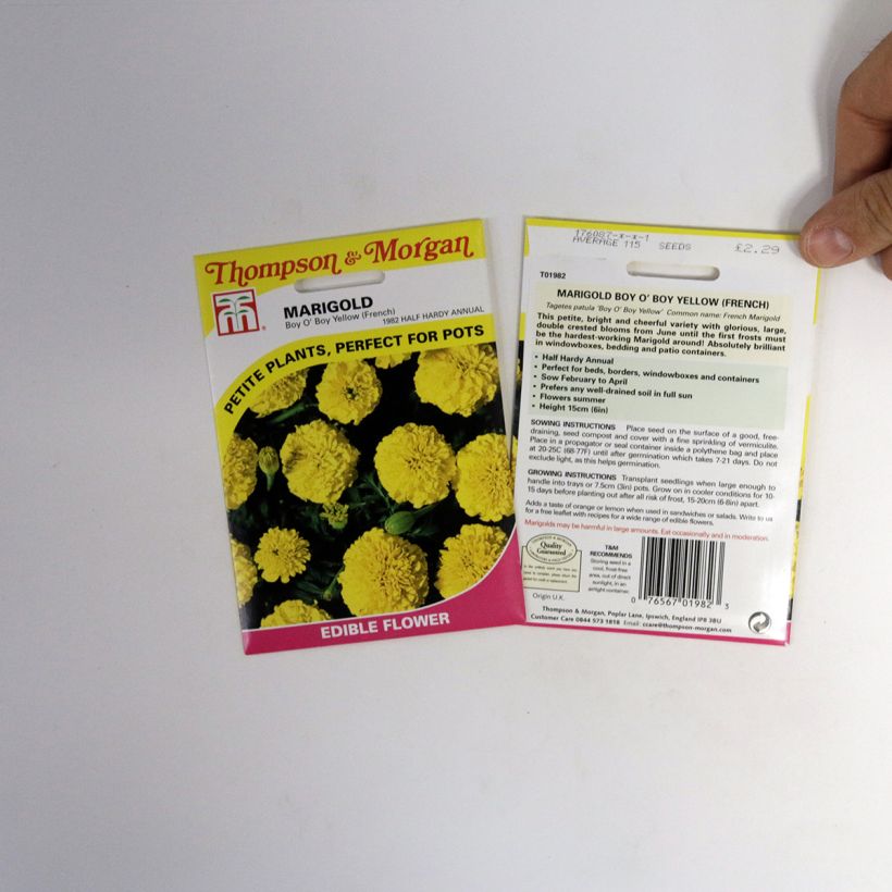 Example of French Marigold Boy OBoy Yellow Seeds - Tagetes patula specimen as delivered