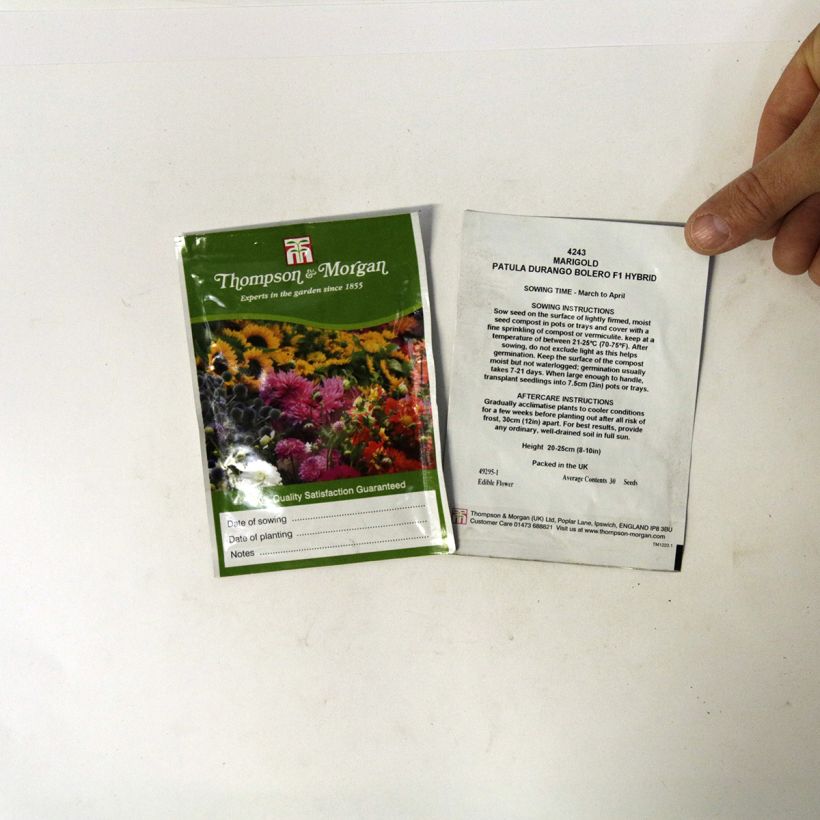 Example of French Marigold Durango Bolero Seeds - Tagetes patula specimen as delivered