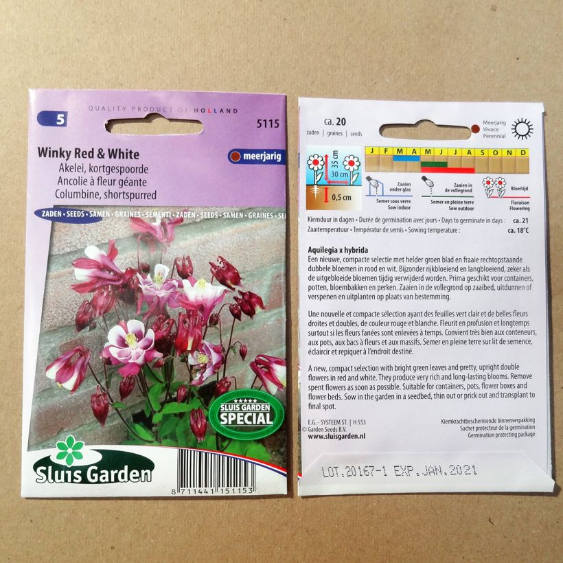 Example of Dwarf Aquilegia Winky Red and White Seeds - Columbine specimen as delivered