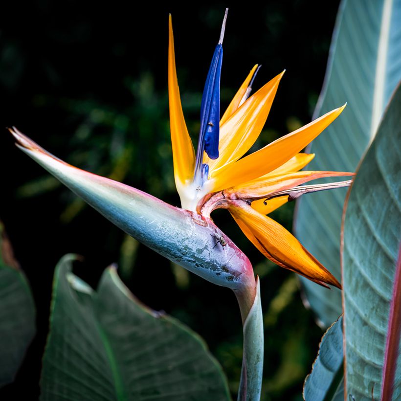 Yellow bird of paradise Seeds - Strelitzia reginae Mandela’s Gold (Flowering)